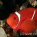 anemonefish_spinecheek_muck_h_0705_png2325.jpg